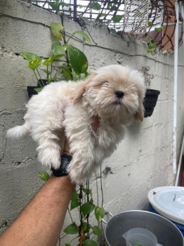 Oferta cachorro shih tzu macho en santo domingo y vacunados