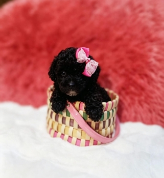 Oferta cachorro poodle caniche hembra en santo domingo y vacuna al dia