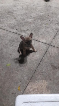 Oferta cachorro bulldog frances macho con su vacuna al dia en santo do
