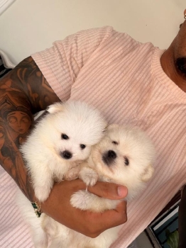 Oferta cachorro pomerania macho en santo domingo y vacunada