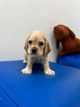 Oferta cachorro cocker spaniel ambos sexo  en santo domingo y vacuna a