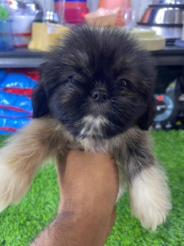 Oferta cachorro shipoo hembra en santo domingo y vacuna al dia