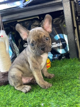 Oferta cachorro bulldog frances macho con su vacuna al dia en santo do
