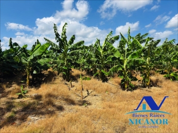 Finca sembrada de platanos en ventas