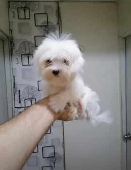 Oferta cachorro maltes macho pequeÑo  en ubicado en santo domingo y ti