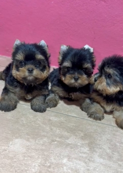 Oferta cachorro yorkie hembra en santo domingo y vacuna al dia