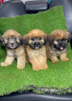 Oferta cachorro shipoo macho en santo domingo vacunados