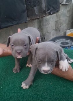 Oferta cachorro pitbull hembra en santo domingo vacunado