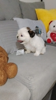 Oferta cachorro shih tzu macho en snato domingo y vacuna al dia