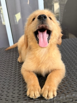 Golden retriever