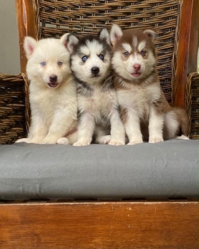 Husky siberiano