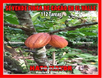Ultima rebaja en finca de cacao en produccion 112 tareas en el valle d