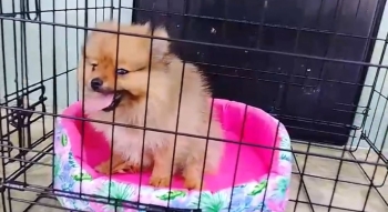 Oferta cachorro pomerania hembra en santo domingo y vacunada