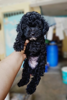 Oferta cachorro poodle toy hembra ubicada en santo domingo y vacunada