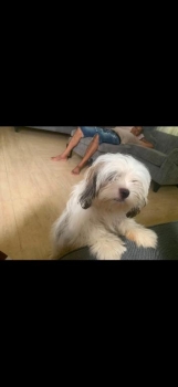 Shi tzu en venta blanquito