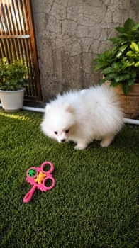 Oferta cachorro pomerania macho en santo domingo y vacunada