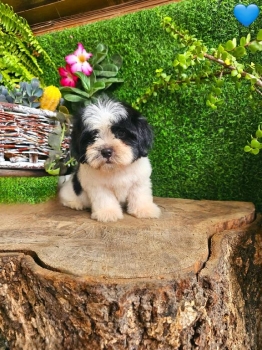 Oferta cachorro shipoo macho en santo domingo y vacuna al dia