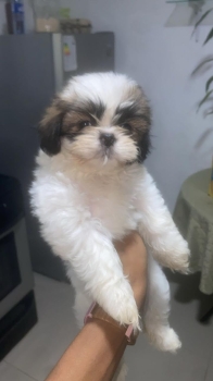 Oferta cachorro shih tzu macho en santo domingo y vacunados