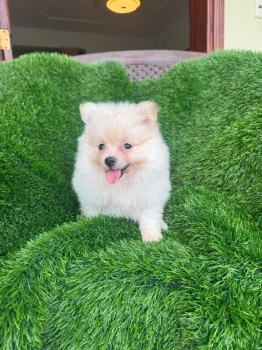 Oferta cachorro pomerania hembra en santiago  y vacunada