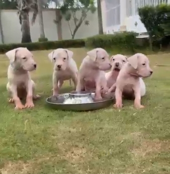 Oferta cachorro dogo argentino ambos sexo en moca y vacuna al dia