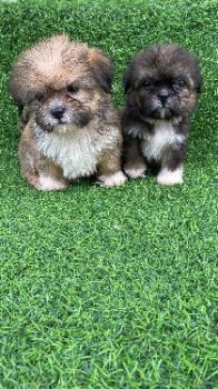 Oferta cachorro shipoo ambos sexo en santo domingo y vacuna al dia