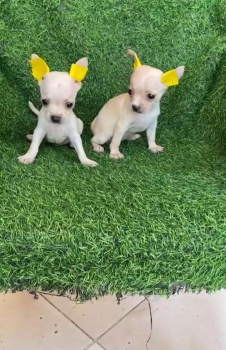 Oferta cachorro chihuahua  ambos sexo en santo domingo y vacuna al dia