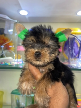 Oferta cachorro yorkie ambos sexo ubicado en santo domingo y tiene su