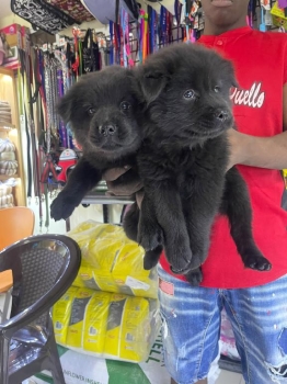 Oferta cachorro chow chow ambos sexo ubicado en santo domingo y tiene