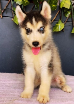 Oferta cachorro husky macho en santo domingo y vacuna al dia