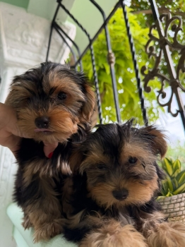 Oferta cachorro yorkie ambos sexo ubicada en santo domingo y vacuna al