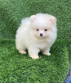 Pomerania calidad cara de oso ambos sexos