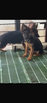 Oferta cachorro pastor alemÁn con pedigri ubicado en santo domingo y t