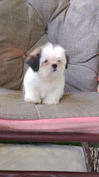 Oferta cachorro shih tzu macho en santo domingo y vacunados