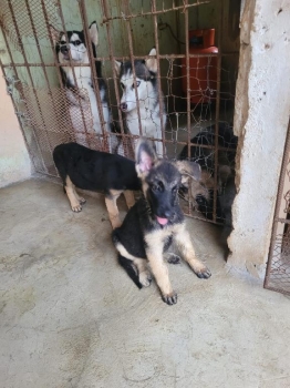 Oferta cachorro pastor aleman macho en santo domingo y vacuna al dia
