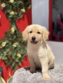 Golden retriever ambos sexos