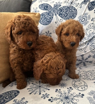 Goldendoodle toy ambos sexos