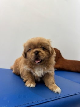 Pekines   macho