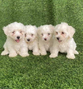 Maltipoo ambos sexos