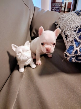 Oferta cachorro bulldog frances hembra blanca con su vacuna al dia en