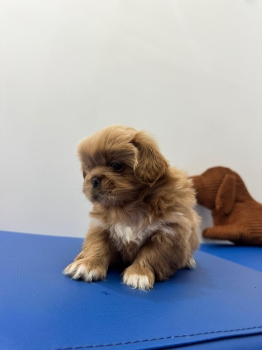 Oferta cachorro pekines macho ubicado en santo domingo y tiene su vacu