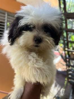 Oferta cachorro shipoo macho ubicado en santo domingo y tiene su vacun