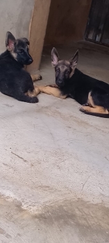 Oferta cachorro pastor aleman macho en ubicado en santo domingo y tien