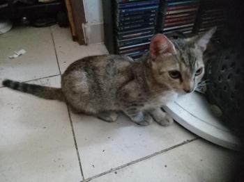 Gatita cazadora profesional