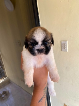 Oferta cachorro shih tzu hembra ubicado en santo domingo y tiene su va