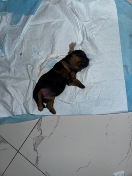Perrita yorkie terrier