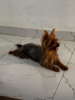 Se vende perrita yorkie 1 mes. padres presentes