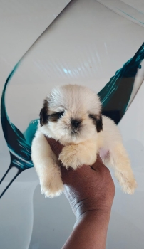 Oferta cachorro shih tzu macho ubicado en santo domingo y tiene su vac