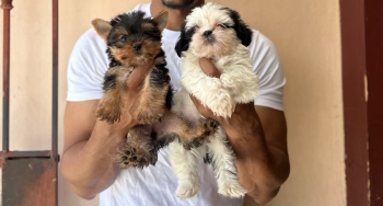 Oferta cachorro yorkie hembra y shih tzu macho ubicado en santo doming