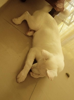 Cachorro husky blanco de 4 meses
