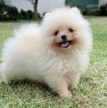 Pomerania macho diminuto 0.9 lb  pedigree  2 vacunas  veas poms